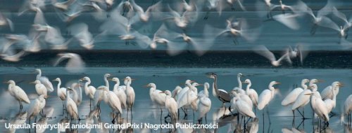 Wystawa: Fotograf roku 2025