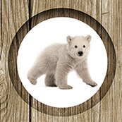 Delikatesy Niedźwiadek