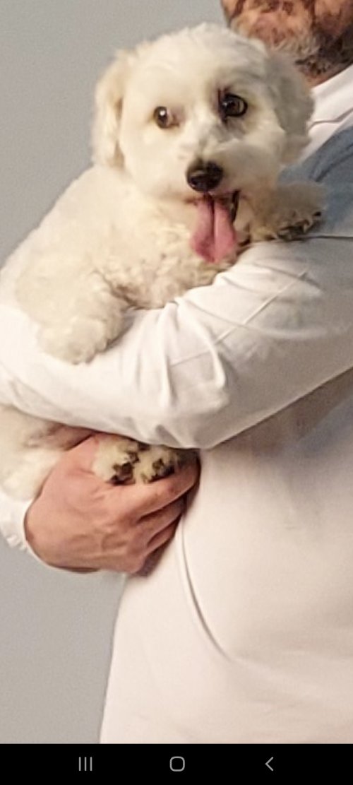 Petsitter Bartek kusz