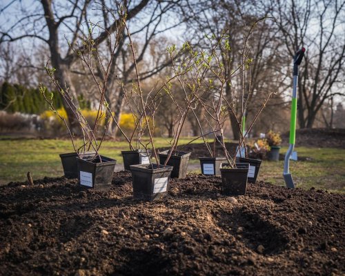 Nowe pole różane na Polu Mokotowskim