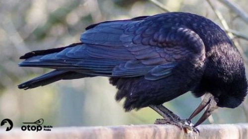 Gawron - ptak zimujący / spotkanie z cyklu Ptasie Spacery