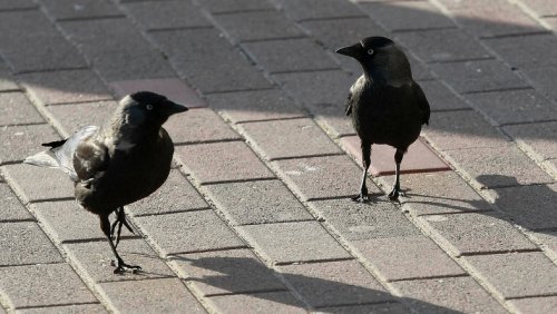 Martwe ptaki na Mokotowie!