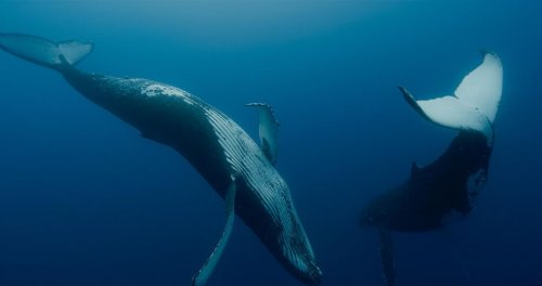 Pokaz filmu „Pieśni wielorybów”