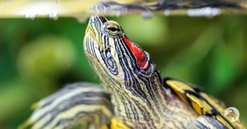 Spotkanie z przyrodnikiem - 