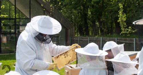 Rodzinna wizyta w pasiece