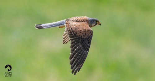 Mała drapieżna pustułka - spotkanie z cyklu Ptasie Spacery