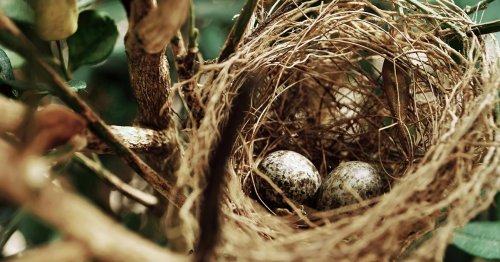 Szukamy ptasich gniazd / spotkanie z cyklu Ptasie Spacery 