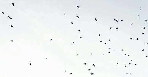 Ptaki parku Dolinka Służewska - wyniki ostatniej inwentaryzacji | Przyrodniczy wtorek z ekspertem