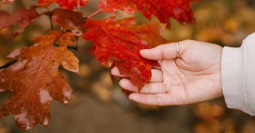 Dziki porządek w szkółkach i sklepach ogrodniczych - porady ekspertki