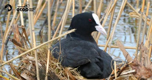 Zimujące chruściele / spotkanie z cyklu Ptasie Spacery