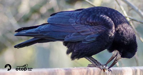 Gawron - ptak zimujący / spotkanie z cyklu Ptasie Spacery 