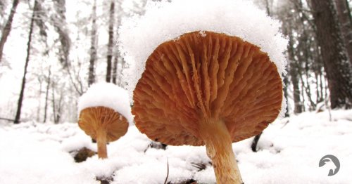 Różnorodna Dolinka: zimowe grzyby