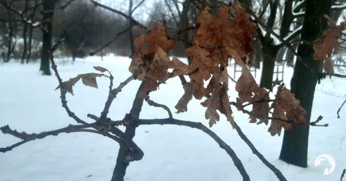 Różnorodna dolinka: Rozpoznawanie drzew zimą