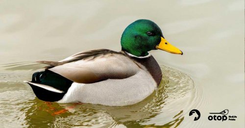 Krzyżówki są wszędzie - spotkanie z cyklu ptasie spacery 