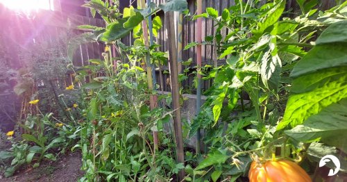 Zasiej ogród - początek sezonu ogrodniczego 