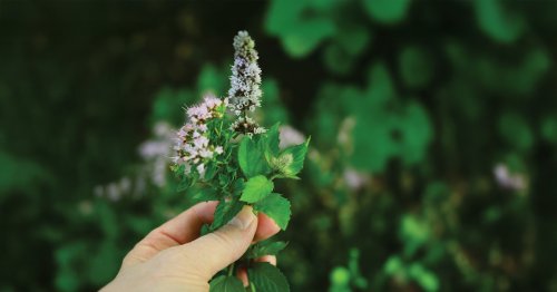 ZIELONE ŚCIEŻKI SIEKEIREK - 