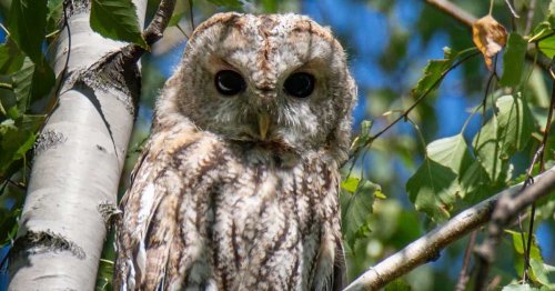 Liczebność i zróżnicowanie gatunkowe sów w Warszawie w 2024 - przyrodniczy wtorek z ekspertem