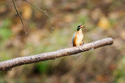Przeloty. Artystyczne i społeczne opowieści o ptakach