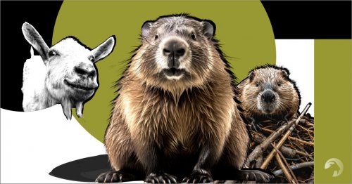 Dzień Bobra - spacer, warsztaty, wykład