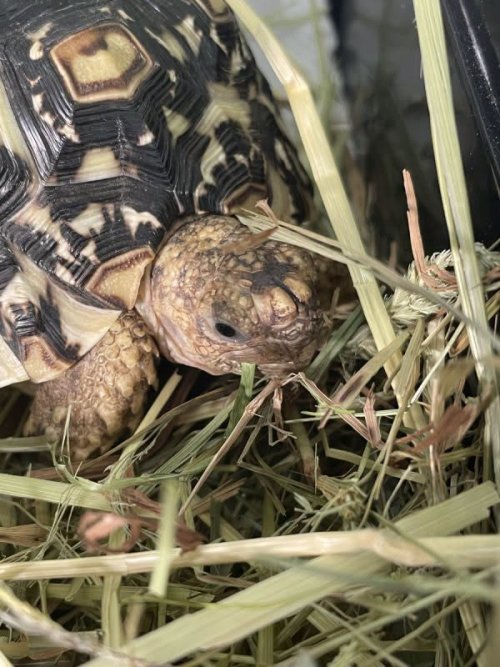 Tajemniczy świat gadów - edukacyjne warsztaty zoologiczno-przyrodnicze dla dzieci (5-12 lat)